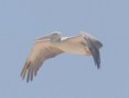 /album/photogallery/pink-backed-pelican-in-flight-2-jpg/